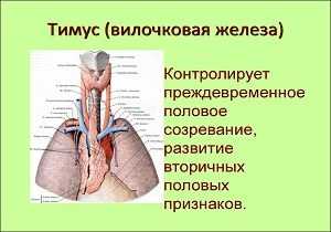 Где находится вилочковая железа у человека рисунок