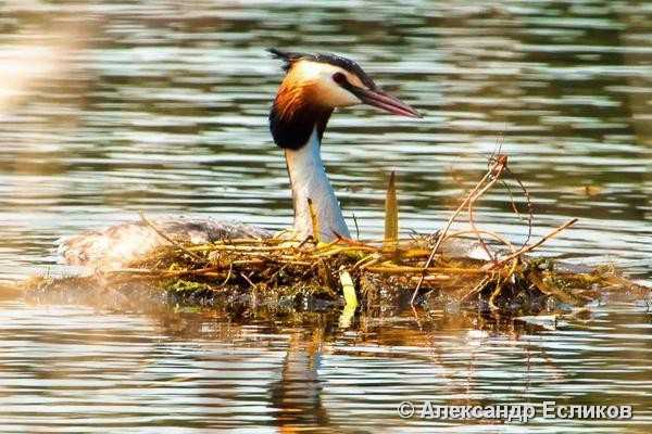 Водоплавающие птицы беларуси фото