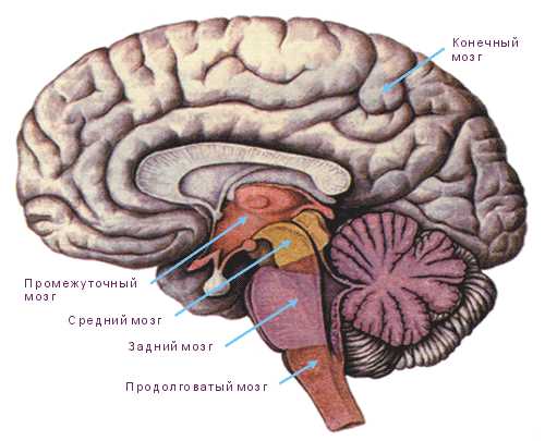 Мозжечок картинка анатомия